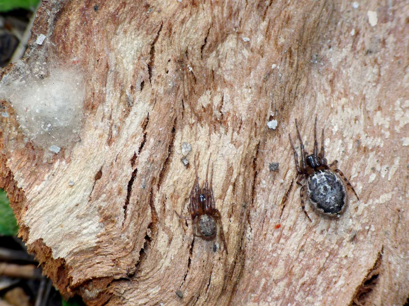 Theridion sp.; Leviellus sp./Stroemiellus stroemi